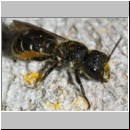 Heriades truncorum - Loecherbiene w06c 6mm.jpg